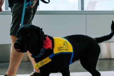 Perro de compañía paseando junto a hombre